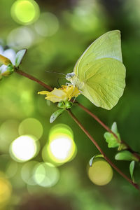 Yellow butterfly sitting on flowers to take nectar, honey in the bright morning.