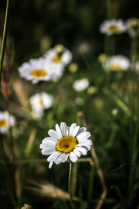 Close-up of white daisy flower