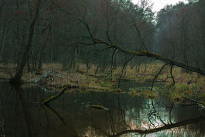 Reflection of trees in lake