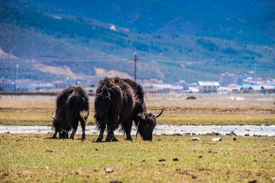 Horses grazing in a field