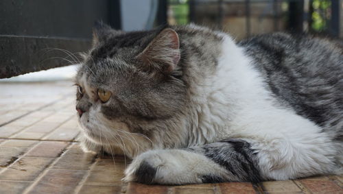 Close-up of a cat looking away