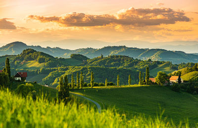 South styria vineyards landscape, near gamlitz, austria, europe. 