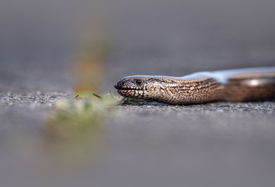 Close-up of lizard on land