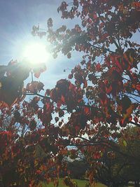 Sun shining through trees