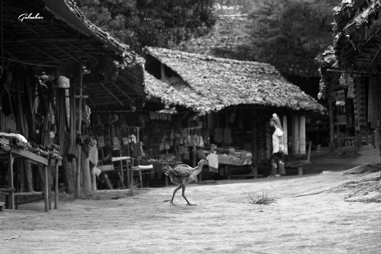 Hen walking against houses in village