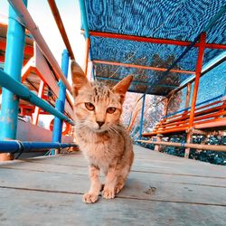 Portrait of tabby cat standing on railing