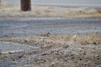 Killdeer bird up close