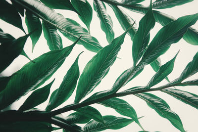 Close-up of green leaves