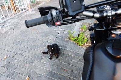 High angle view of black dog on street