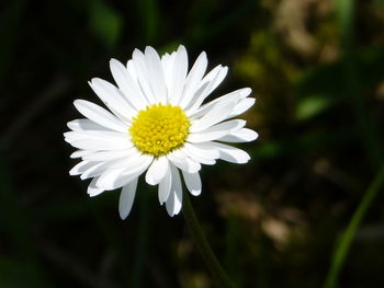 Close-up of white daisy