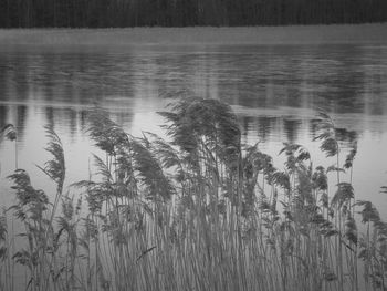 Scenic view of lake in forest