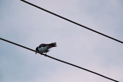 Low angle view of bird perching on cable