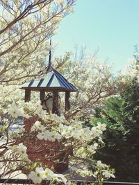 Low angle view of flowers blooming on tree
