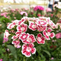 Close-up of flowers blooming outdoors