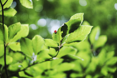 Close-up of green leaves on plant