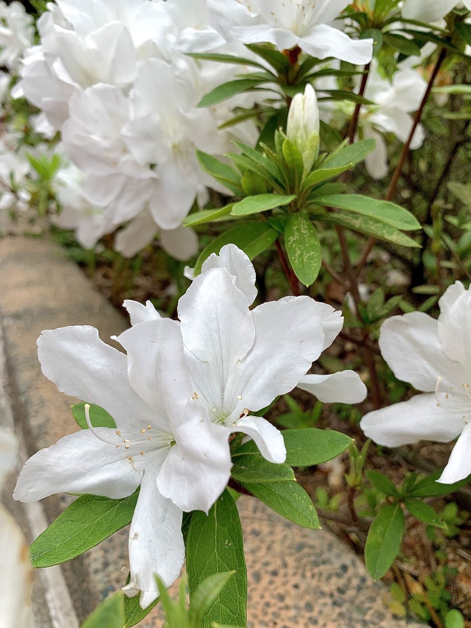plant, flower, flowering plant, beauty in nature, freshness, white, growth, close-up, petal, fragility, blossom, nature, flower head, plant part, leaf, inflorescence, no people, botany, springtime, shrub, focus on foreground, pollen, outdoors, day