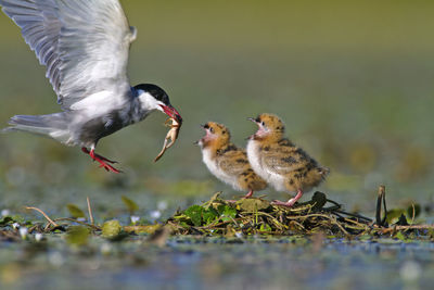 Whiskered tern with offspring on a shallow wetland