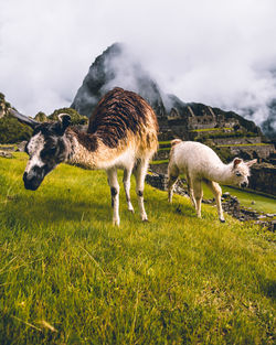 Sheep grazing on field