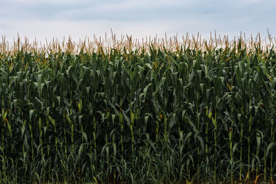 Crops growing on field against sky