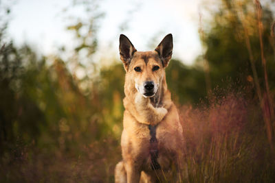 Portrait of dog on field