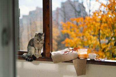 Cute cat with cozy autumn still life with knitted woolen sweater, candle