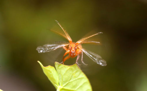 Close-up of insect on flower