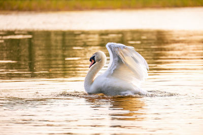 Swans swimming in lake