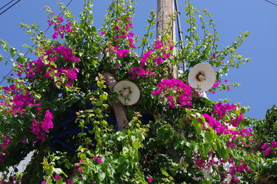 Low angle view of pink flowers blooming against sky