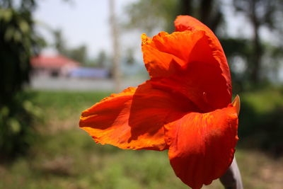 Close-up of orange poppy