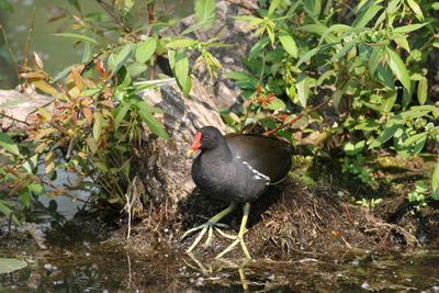 Bird perching on a lake