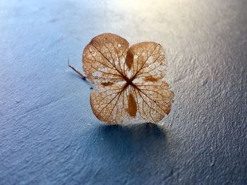 Close up of dried hydrangea flower 