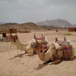 Camels in desert