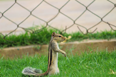 Lizard on a field