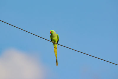 Low angle view of bird perching on cable against sky