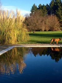 Reflection of trees in lake