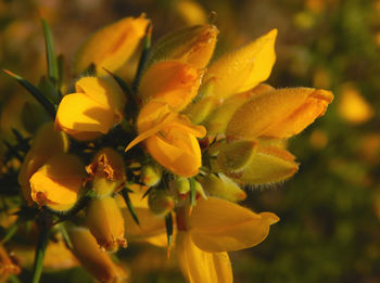 Close-up of yellow flowering plant