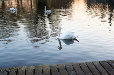 High angle view of swans swimming in lake