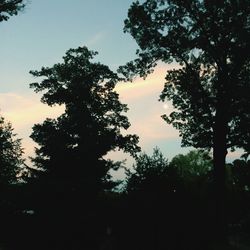 Low angle view of silhouette trees against sky