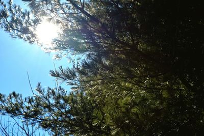 Low angle view of trees against sky