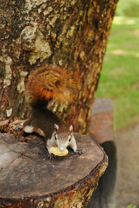 Close-up of squirrel on tree trunk