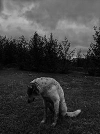 View of an animal on land