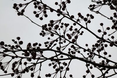 Low angle view of flowering tree against sky