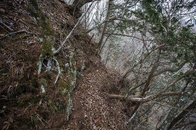 Trees growing in forest