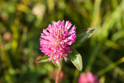 Close-up of pink flowering plant