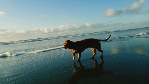 Dog wading in sea against sky