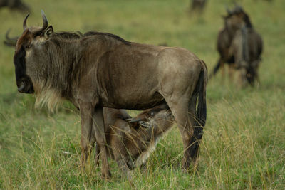 Wildebeest calf nursing from its mother