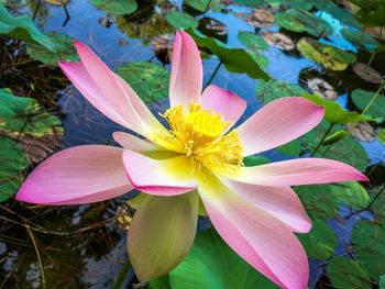 Close-up of pink flower blooming outdoors