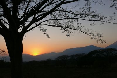 Silhouette tree against sky during sunset