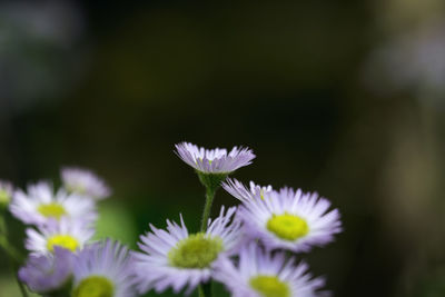 Close-up of purple flowers blooming outdoors