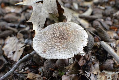 Close-up of mushroom on field